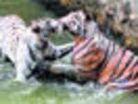 White Tigress Gives Birth To 3 Cubs In Maharashtra Zoo