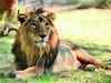 Lion found dead near Junagadh