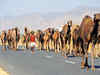 Rajasthan: Now enjoy camel polo in the land of palaces and forts