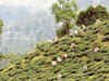 Mohini Tea shipped 13 tonne tea worth Rs 50 lakh to Nigeria this year