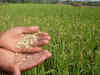 Punjab and Haryana markets receive new paddy crops