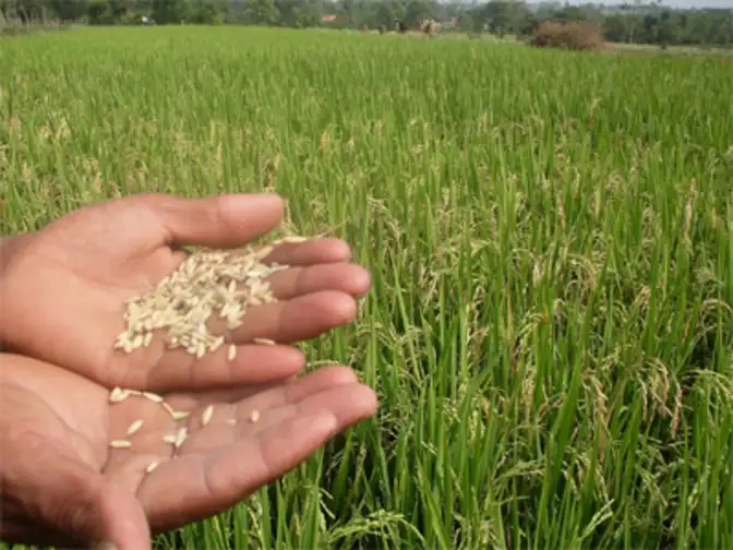 Punjab and Haryana markets receive new paddy crops The Economic Times