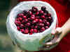 Cherry juice may help fight gout: Study