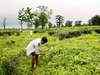 Small tea growers to escalate land issues to central level