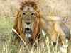 Barda suitable site for lion translocation: WII study
