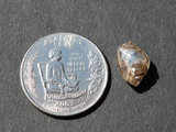 Alabama quarter next to diamond