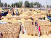 Paddy harvesting begins in Punjab; government to procure 120 lakh tonnes