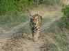 Tamil Nadu accounts for 1 in 4 tiger deaths this year
