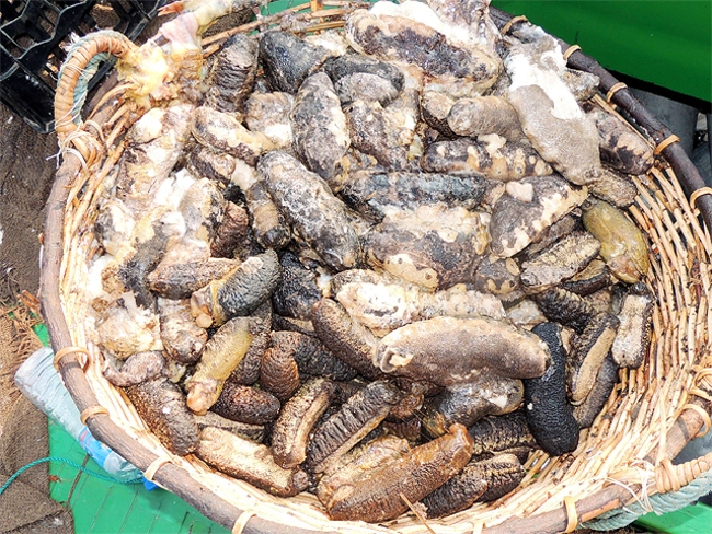 Depletion of Sea Cucumbers endangers marine eco system - The Economic Times