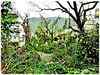 Hudhud strips Visakhapatnam of its green cover