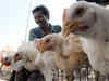 WTO ruling backs US complaint against Indian poultry rules