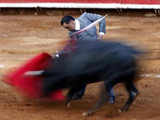 Bullfighter performs pass to bull