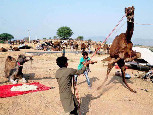 Camel fair in Pushkar