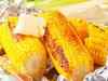 Open-field trials of GM corn in Pune draws controversy