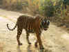 Rumours make tiger tracking tougher
