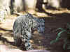 Rare snow leopard found in China