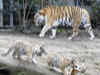 Deadly virus pushing tigers towards extinction