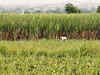 UP government decides not hike SAP for sugarcane, BJP to protest