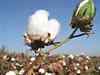 Cotton output at 405.50 lakh bales in 2014-15: Cotton Association of India