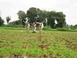 Researchers studying climate change adaptation among Tamil Nadu farmers