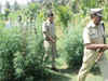Maoists encourage hemp cultivation: DGP Sanjeev Marik