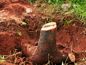 China Red Sandalwood Smuggling To China Via Bhutan Is In Upswing The Economic Times