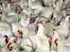 First Bird flu case confirmed at UK farm in six years