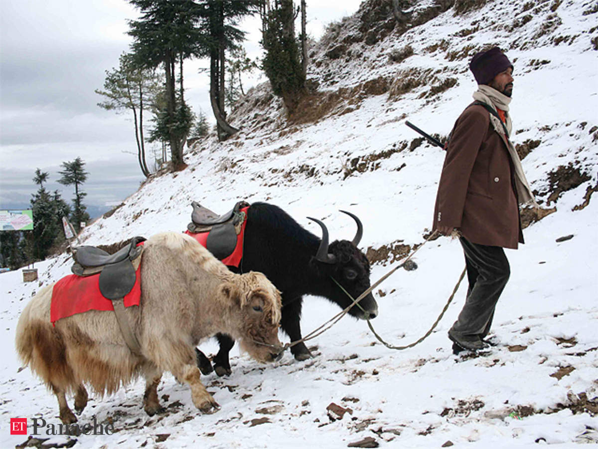 Fancy a yak ride to the breathtaking Sikkimese scenery? - The Economic Times