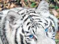 white tigers: Rare white tigers gives birth to three healthy cubs at Delhi  zoo; See adorable pics - The Economic Times