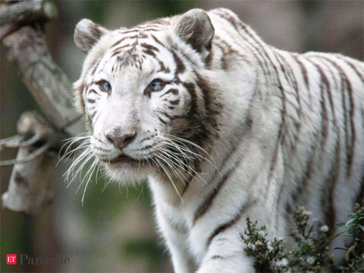 World's first White Tiger Safari to come up in Madhya Pradesh ...