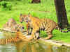 Hold your breath! Spot that spectacular Bengal Tiger in The Sundarbans