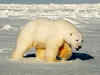 Loss of sea ice to impact polar bear populations by 2100