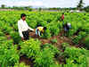 Sikkim government to promote organic farming