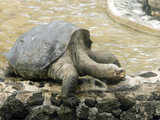 Giant Galapagos tortoise