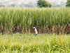 Sugarcane crops in Uttar Pradesh burnt by Haryana farmers