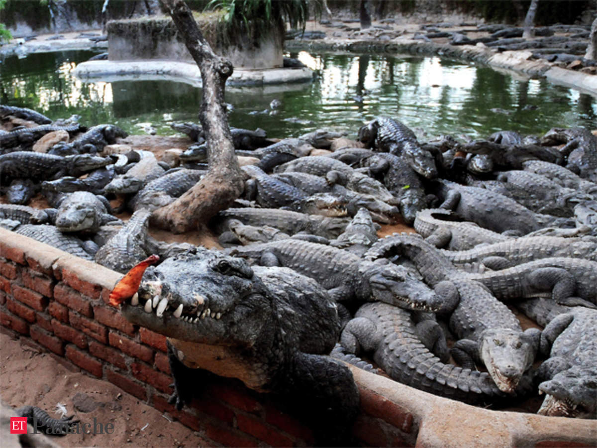 crocodile skin cost