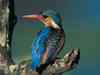 Kingfisher gets trapped in nets on Lokhandwala lake
