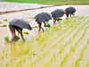 Rabi Crops get a boost with late winter chill