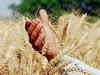 Rains, lower temperature to boost planning of wheat, other rabi crops