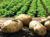 Winter potato season is back, prices drop to Rs 10