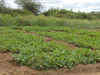 Kerala biodiversity board to revive tuber crop farming