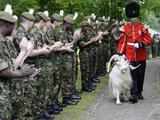 Goat Major Lieutenant Corporal Ryan Arthur 