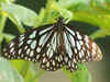 Butterflies, now in a new paper avatar