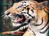 Trade in tiger parts rising in China, India a key source