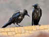 The Indian House Crow slowly disappearing from Bengaluru