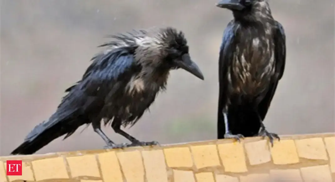 Crow scientific name image