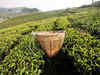 Assam has potential to produce purple tea: Expert
