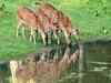 19 swamp deer translocated from Kaziranga to Manas