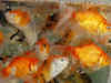 Constipated goldfish operated on, owner pays 300 pounds