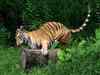 Catch Royal Bengal tiger by the trail this winter